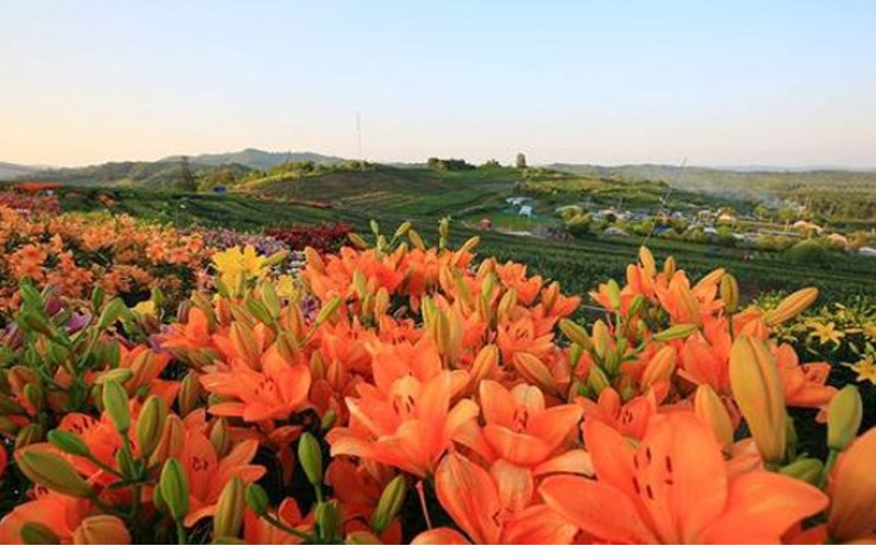 熱力開走！第七屆百合文化旅游節(jié)“百合之路”徒步大會(huì)舉行